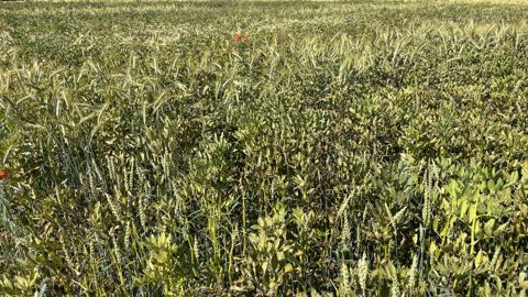 La plateforme se compose de douze modalités en bande, en féverole pure ou associée.